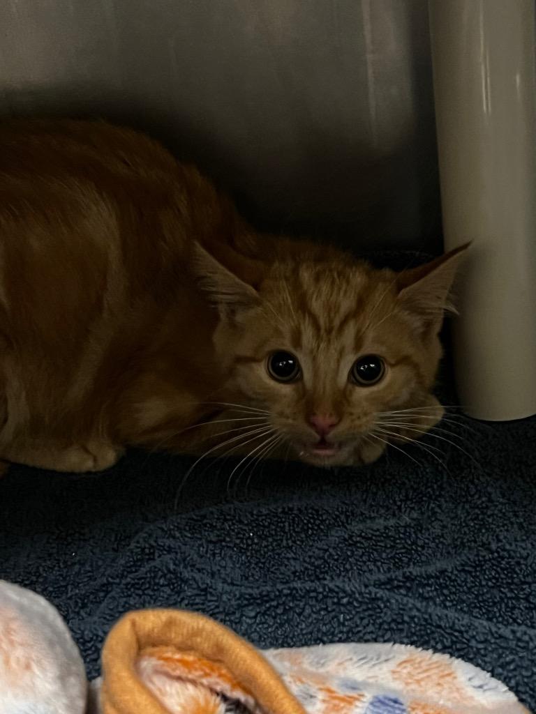 Adirondack, a Adoptable mixed breed in Meriden, CT image 1/2