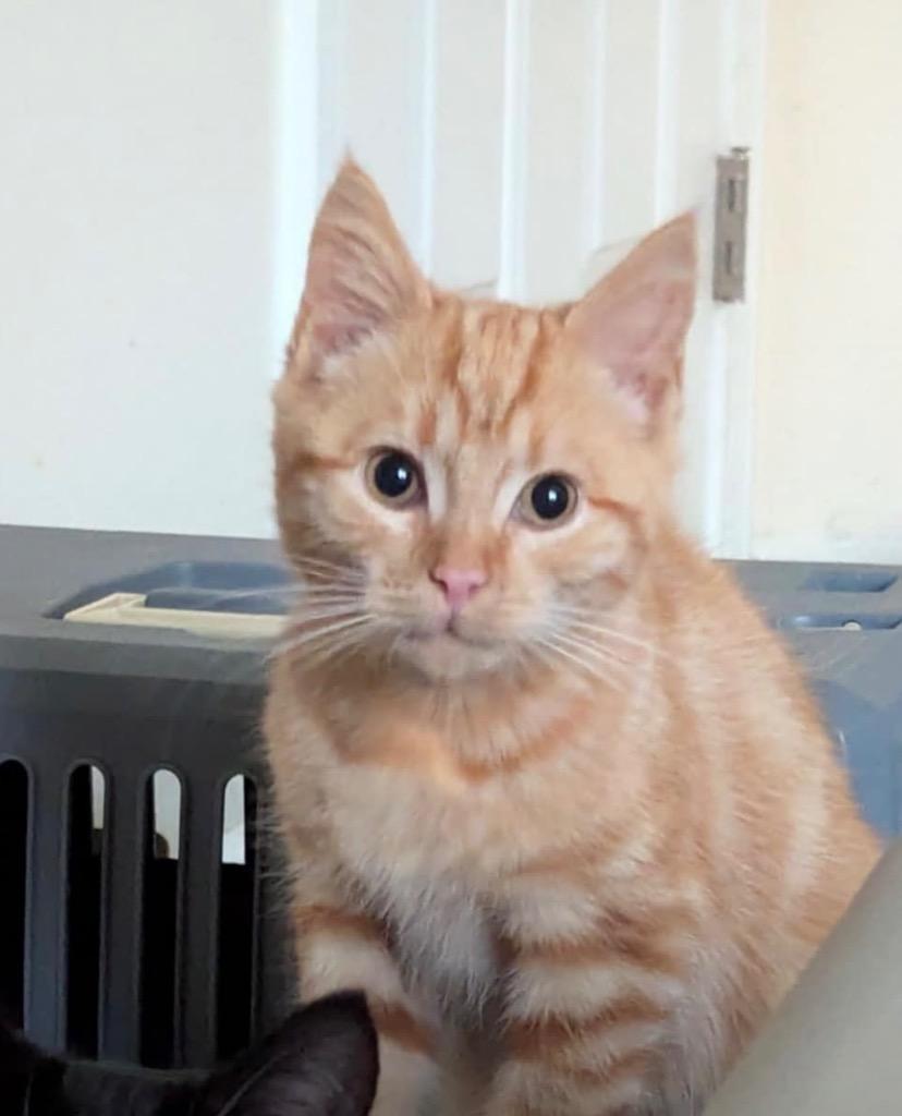 Adirondack, Adoptable, Young Male Domestic Short Hair.