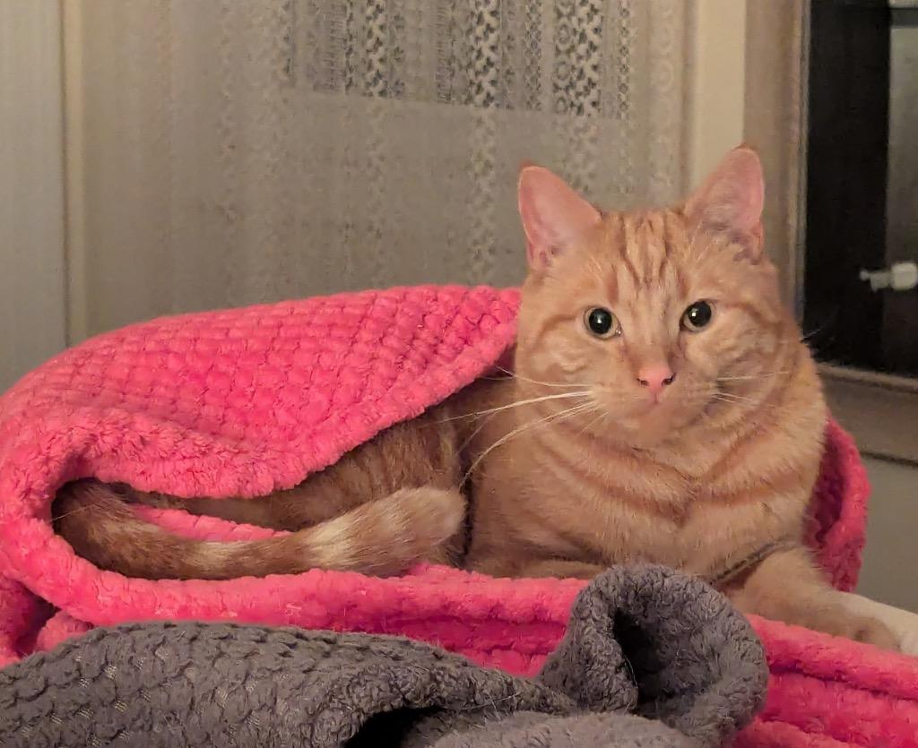 Enlarge Adirondack, a Adoptable mixed breed in Meriden, CT image 1/3