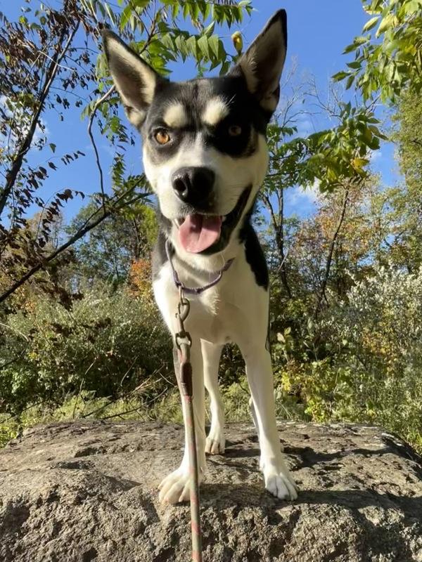 Diesel, Adoptable, Adult Male Siberian Husky & Pit Bull Terrier.