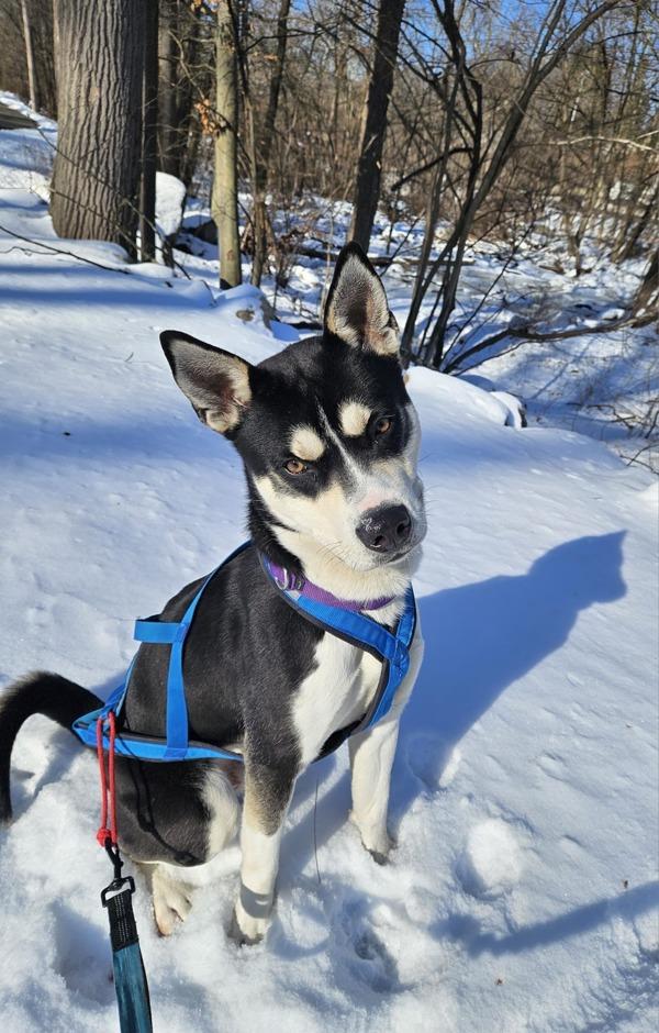 Diesel, a Adoptable mixed breed in Oakland, NJ image 2/6