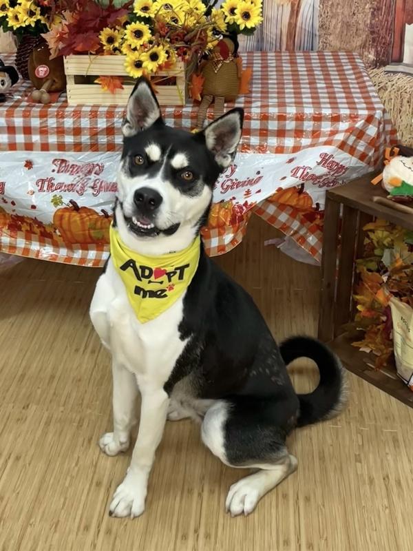 Enlarge Diesel, a Adoptable mixed breed in Oakland, NJ image 3/6