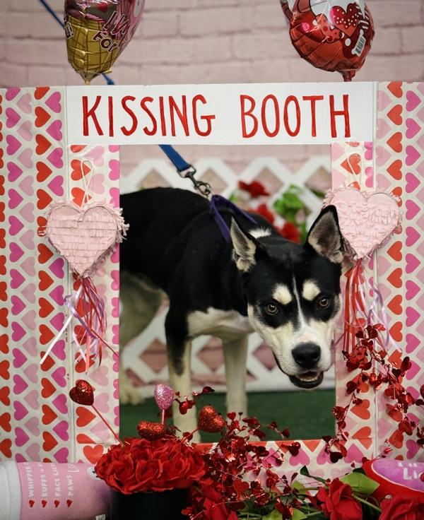 Diesel, a Adoptable mixed breed in Oakland, NJ image 3/6