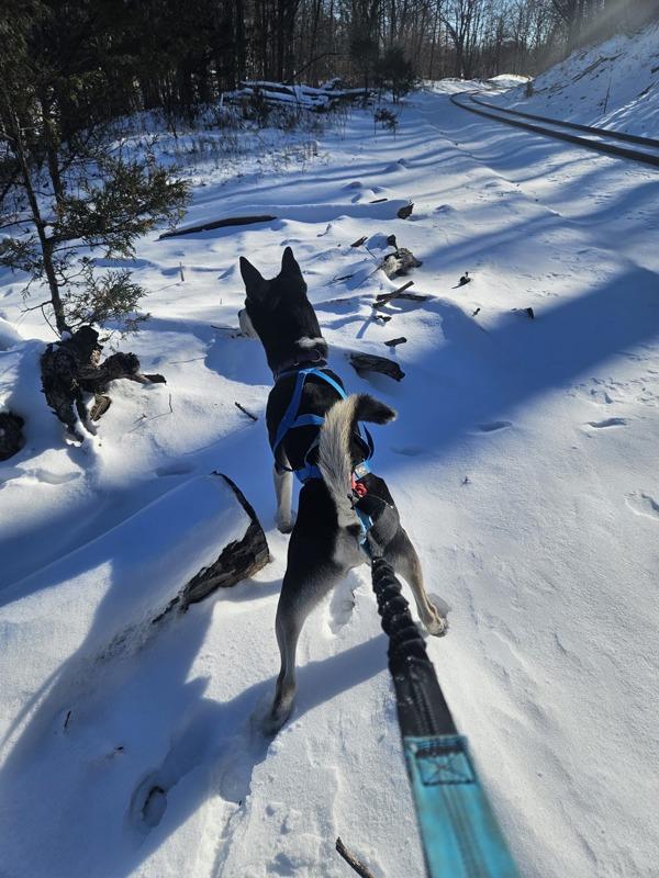 Diesel, a Adoptable mixed breed in Oakland, NJ image 4/6