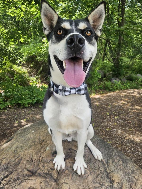 Diesel, a Adoptable mixed breed in Oakland, NJ image 6/6