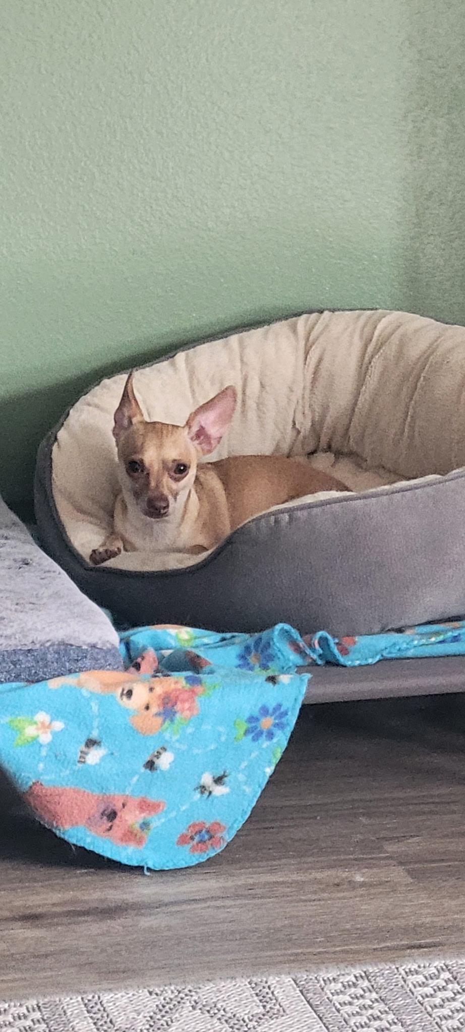 Bee, a ADOPTABLE mixed breed in Amity, OR image 3/4