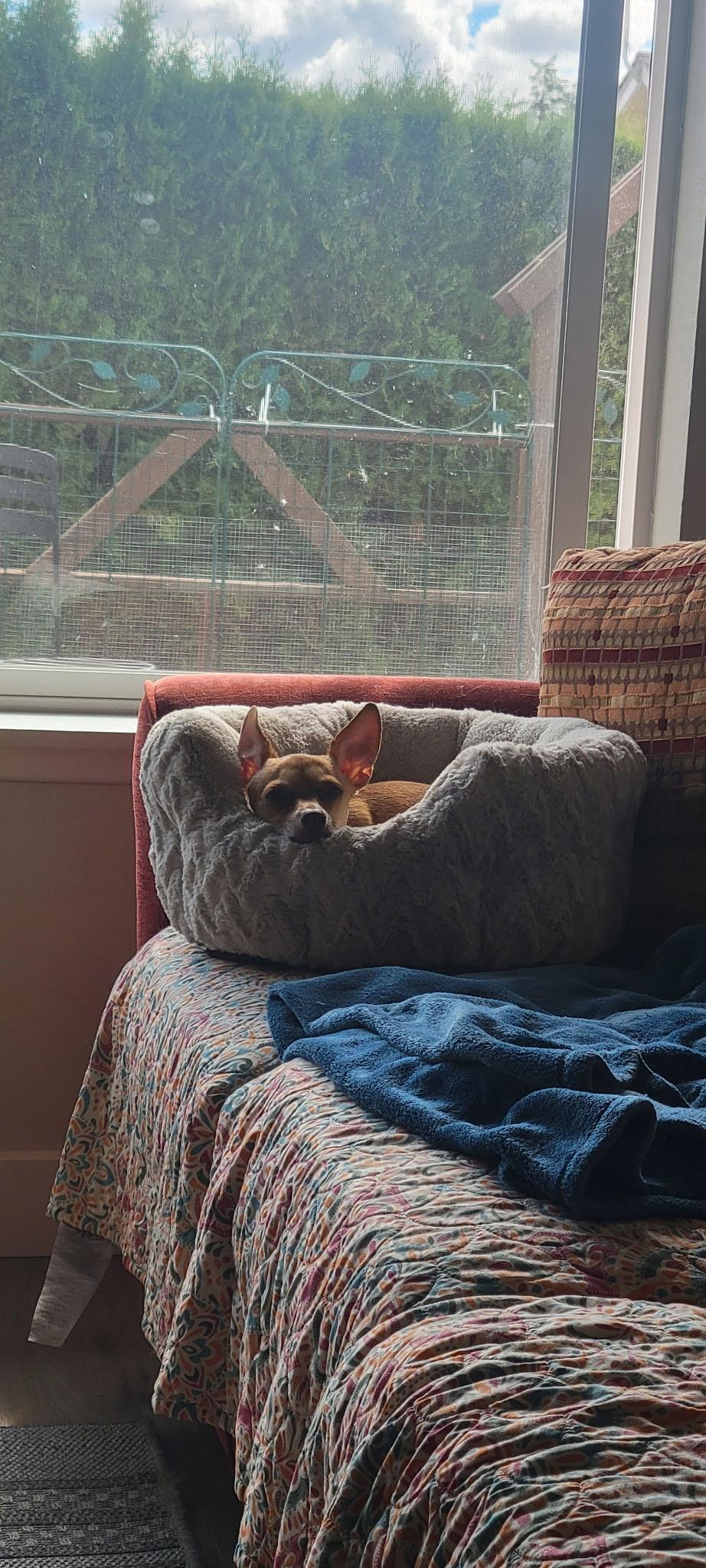 Bee, a ADOPTABLE mixed breed in Amity, OR image 2/4