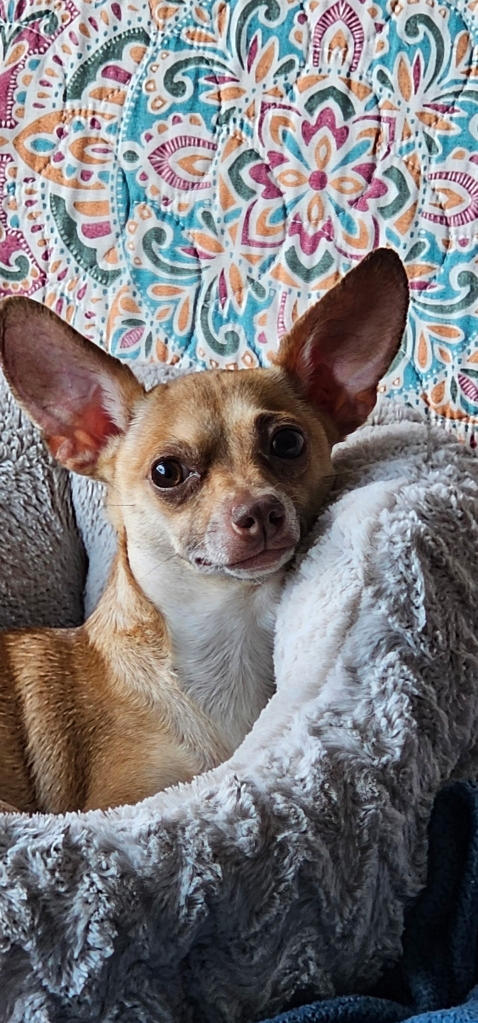 Bee, ADOPTABLE, Young Female Chihuahua.