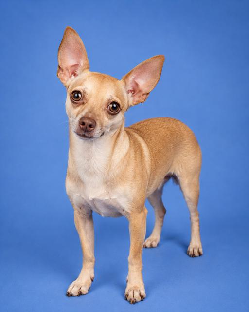Bee, Adoptable, Young Female Chihuahua.