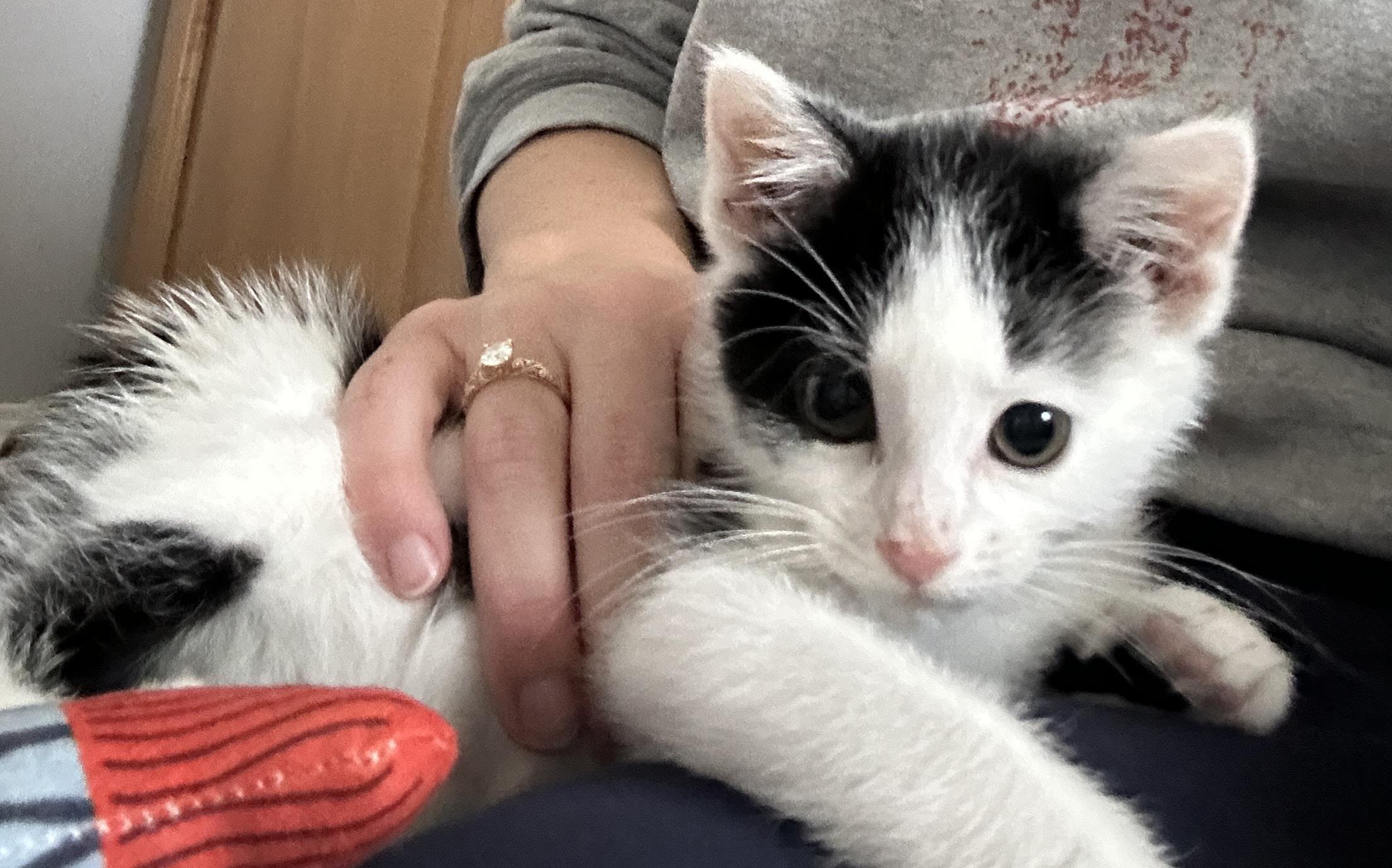 Enlarge KEVIN , an adopted Manx in Sardinia, OH image 6/6