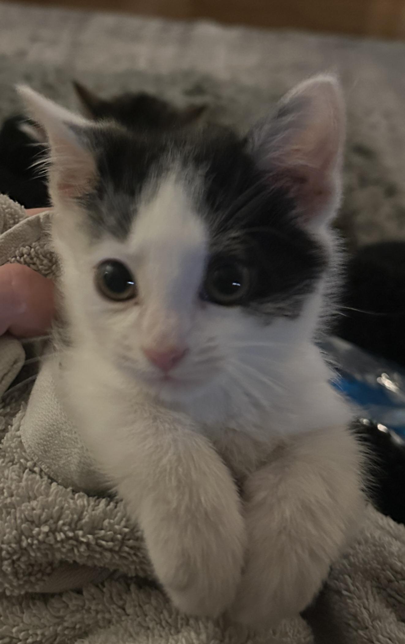 KEVIN , adopted, Kitten Male Manx.