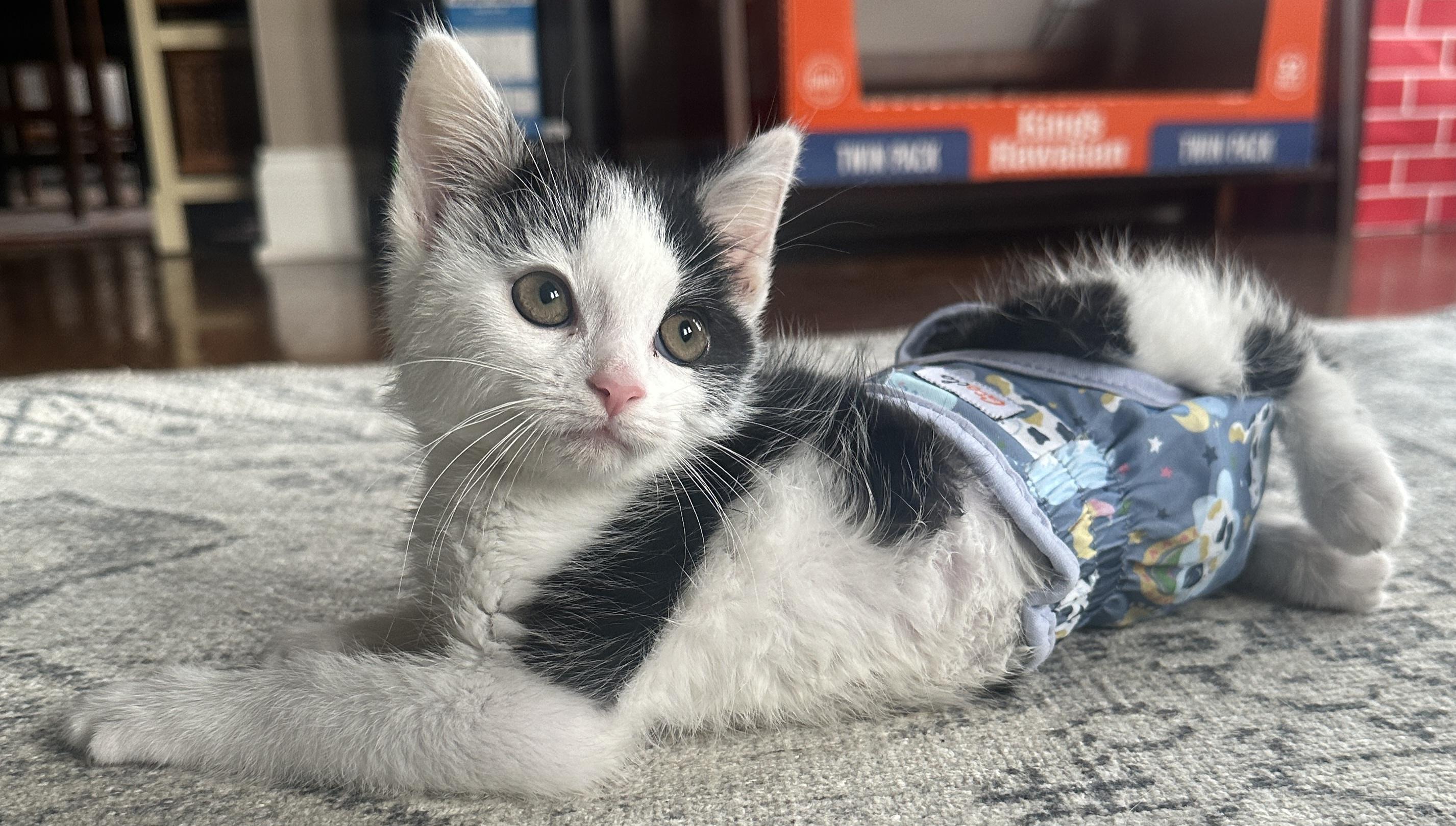 Enlarge KEVIN , an adopted Manx in Sardinia, OH image 2/6