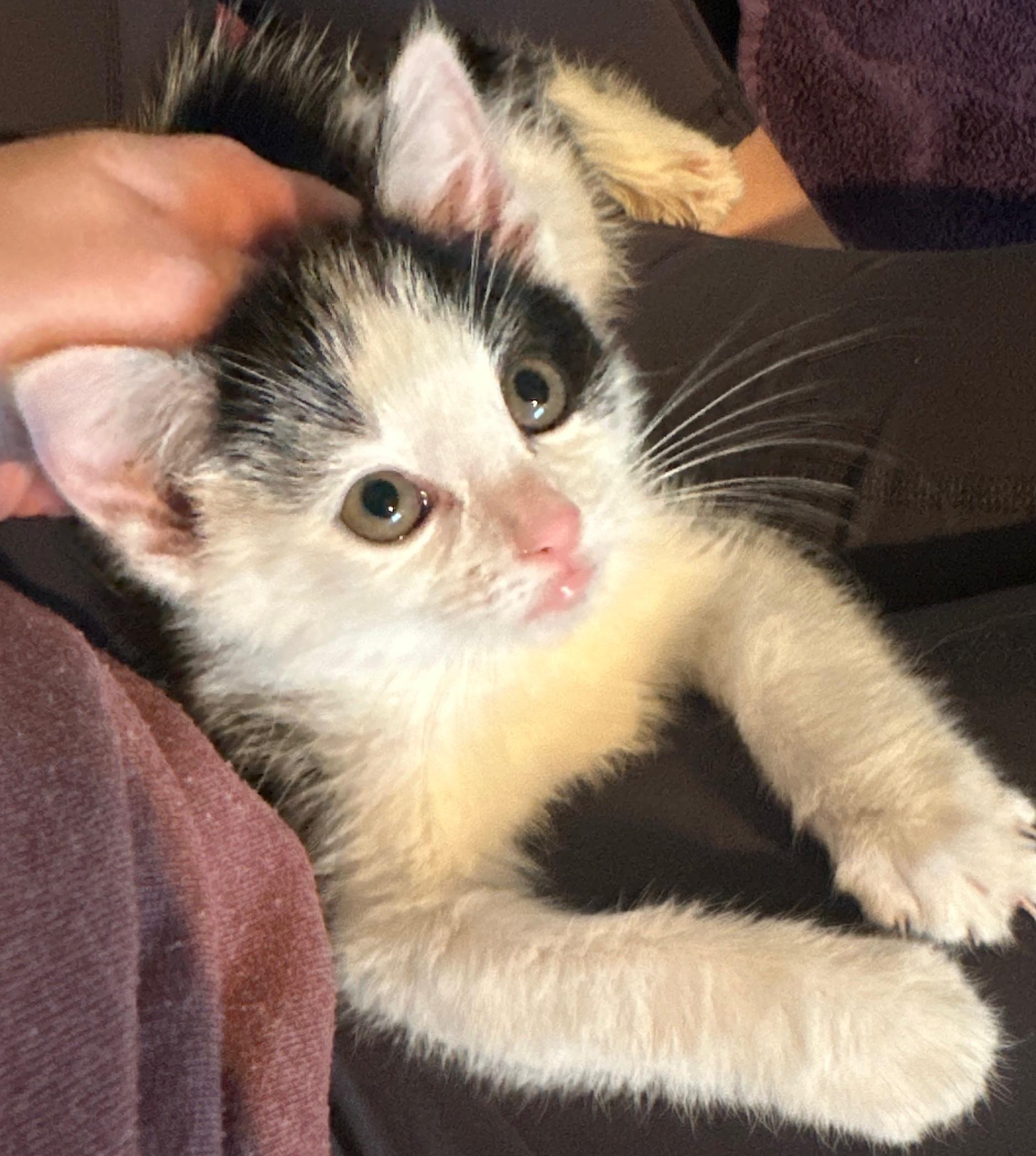 Enlarge KEVIN , an adopted Manx in Sardinia, OH image 4/6