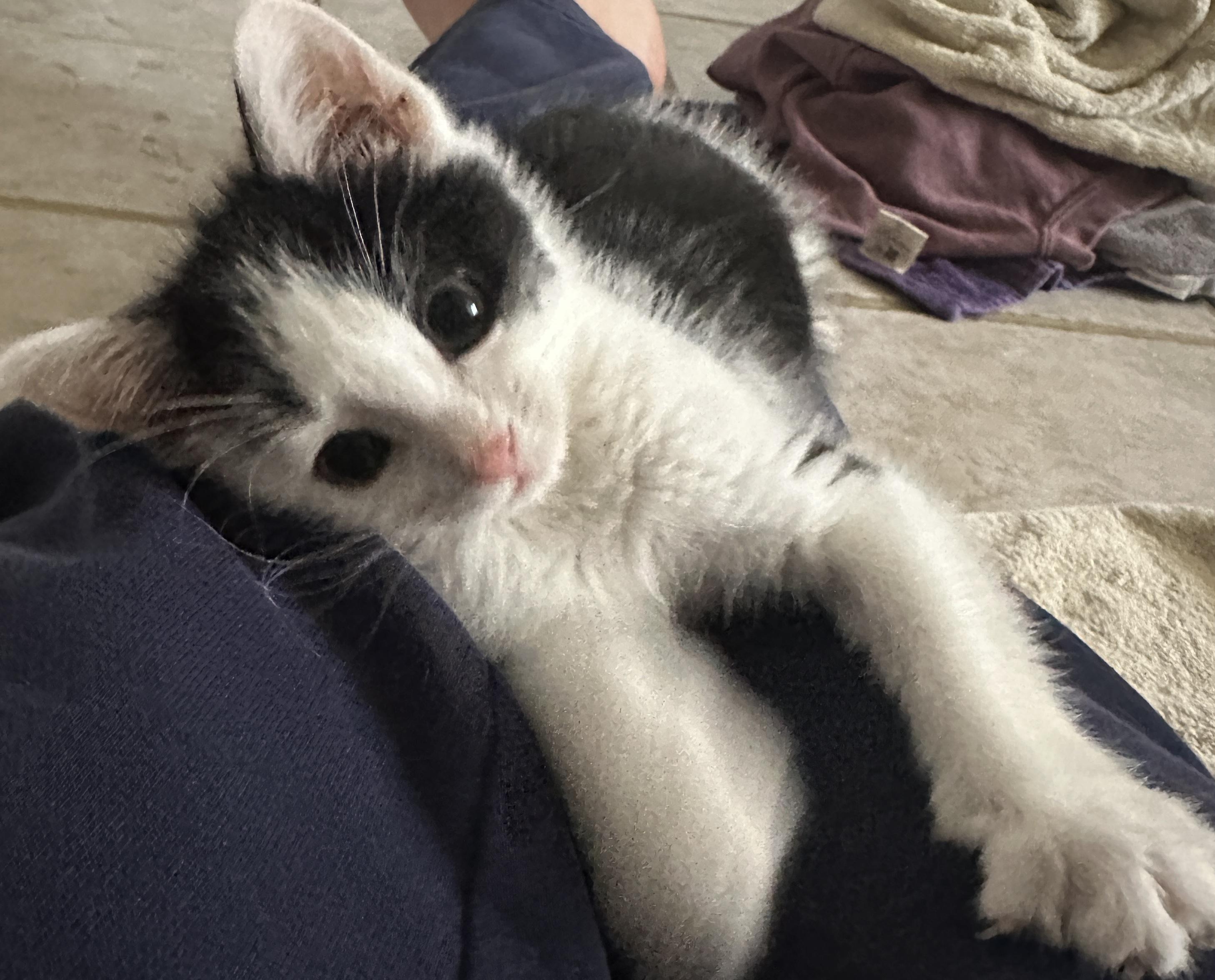 Enlarge KEVIN , an adopted Manx in Sardinia, OH image 3/6