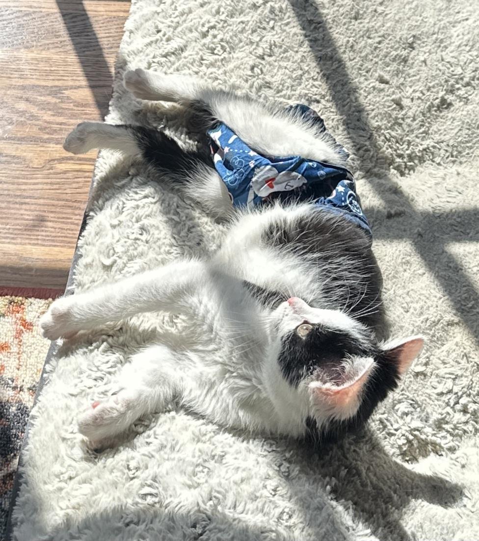 Enlarge KEVIN , an adopted Manx in Sardinia, OH image 5/6