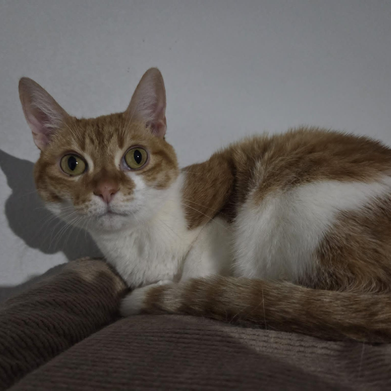 PRECIOUS, an adopted Domestic Short Hair in Loveland, CO image 4/4