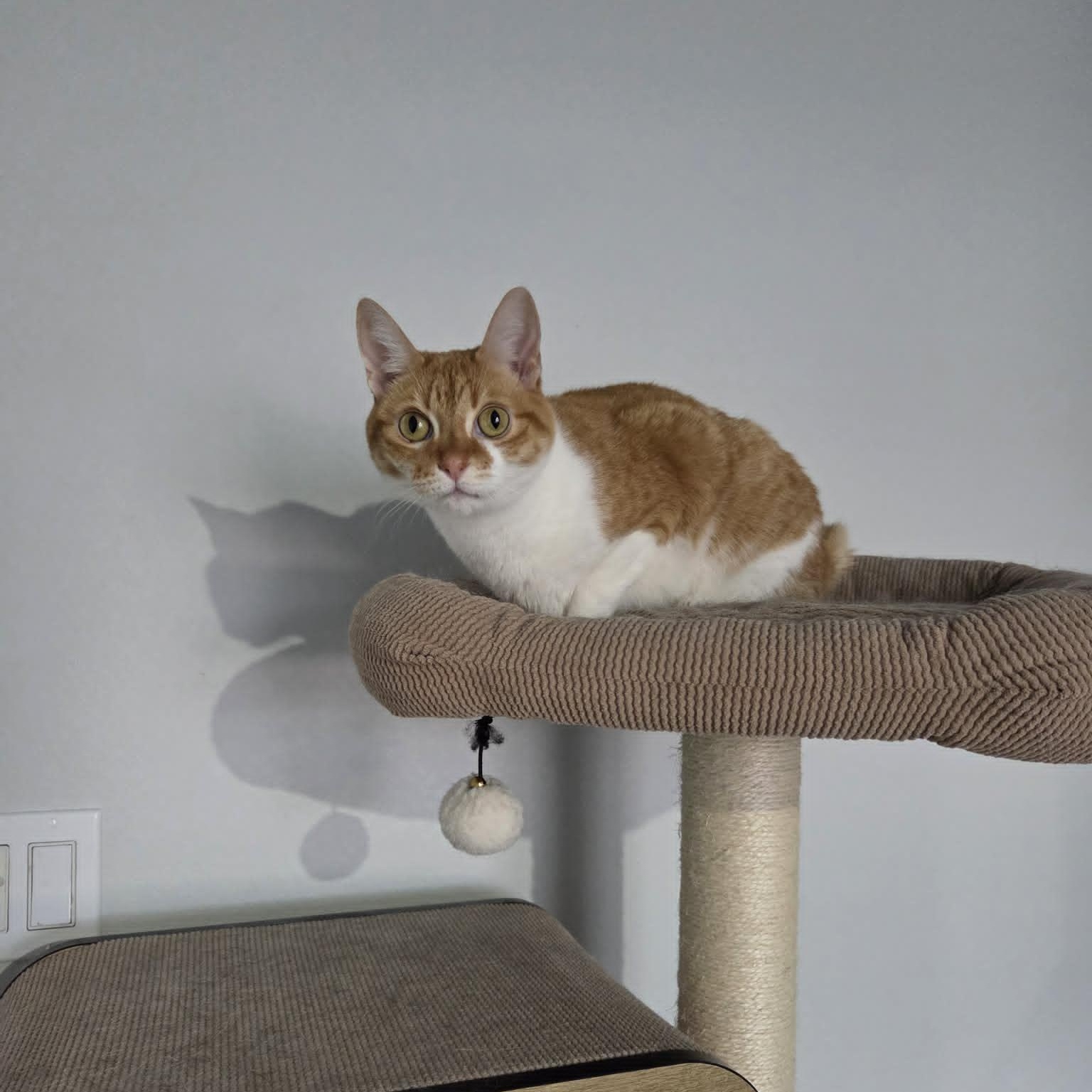 PRECIOUS, an adopted Domestic Short Hair in Loveland, CO image 3/4