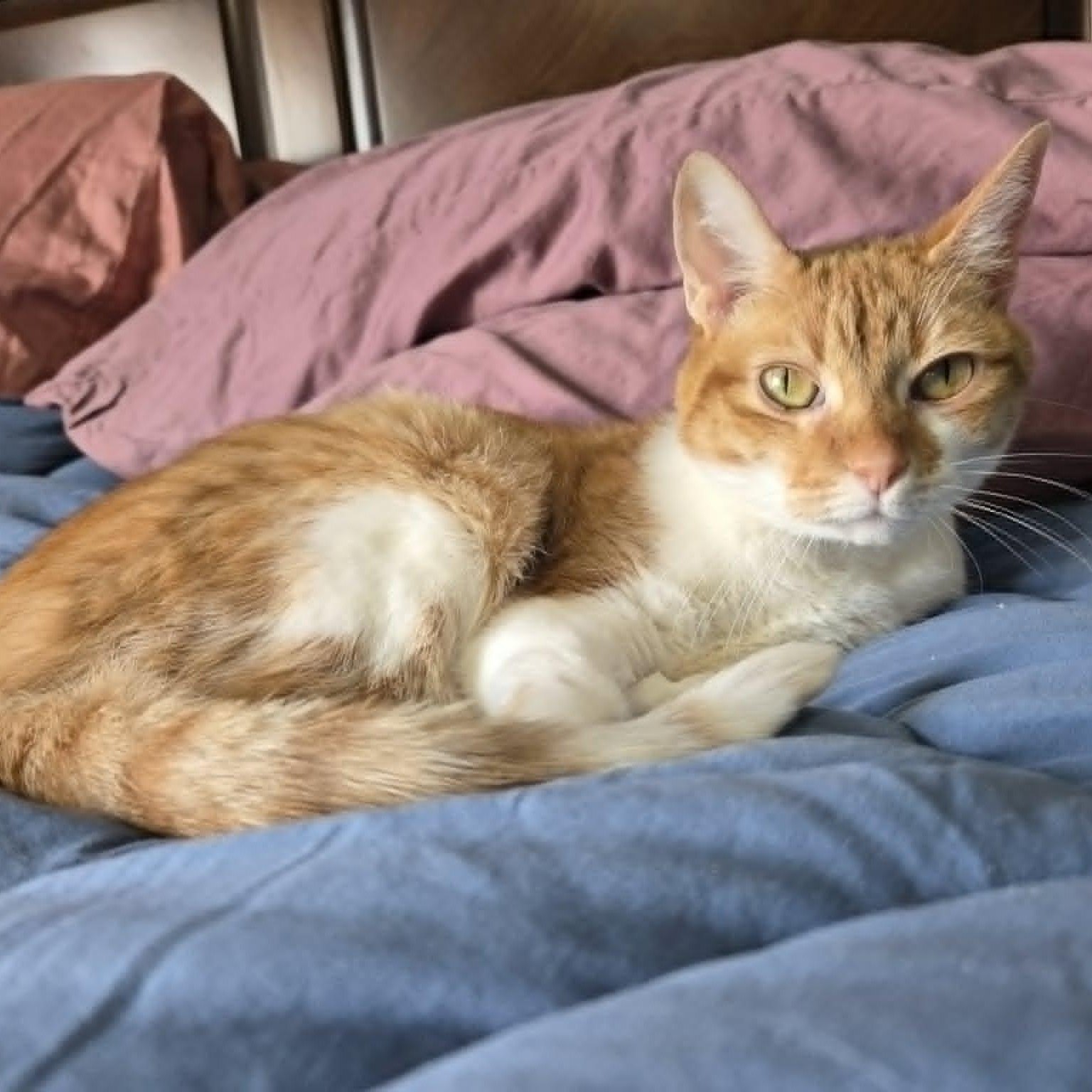 PRECIOUS, an adopted Domestic Short Hair in Loveland, CO image 1/4