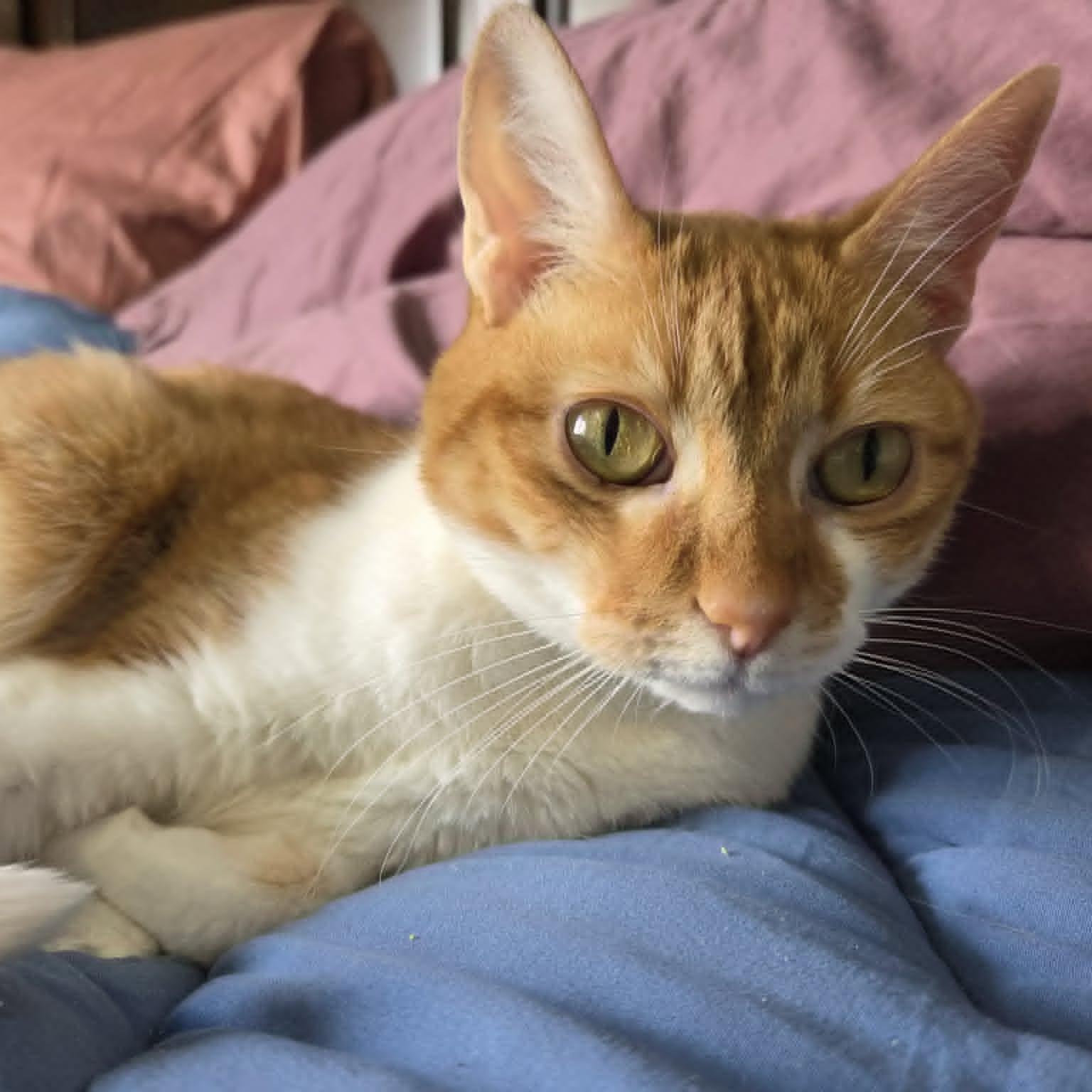 PRECIOUS, an adopted Domestic Short Hair in Loveland, CO image 2/4