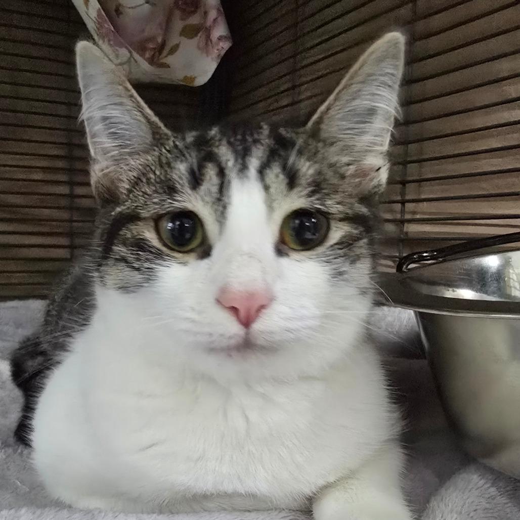 Pokey, Adoptable, Kitten Male Domestic Short Hair.