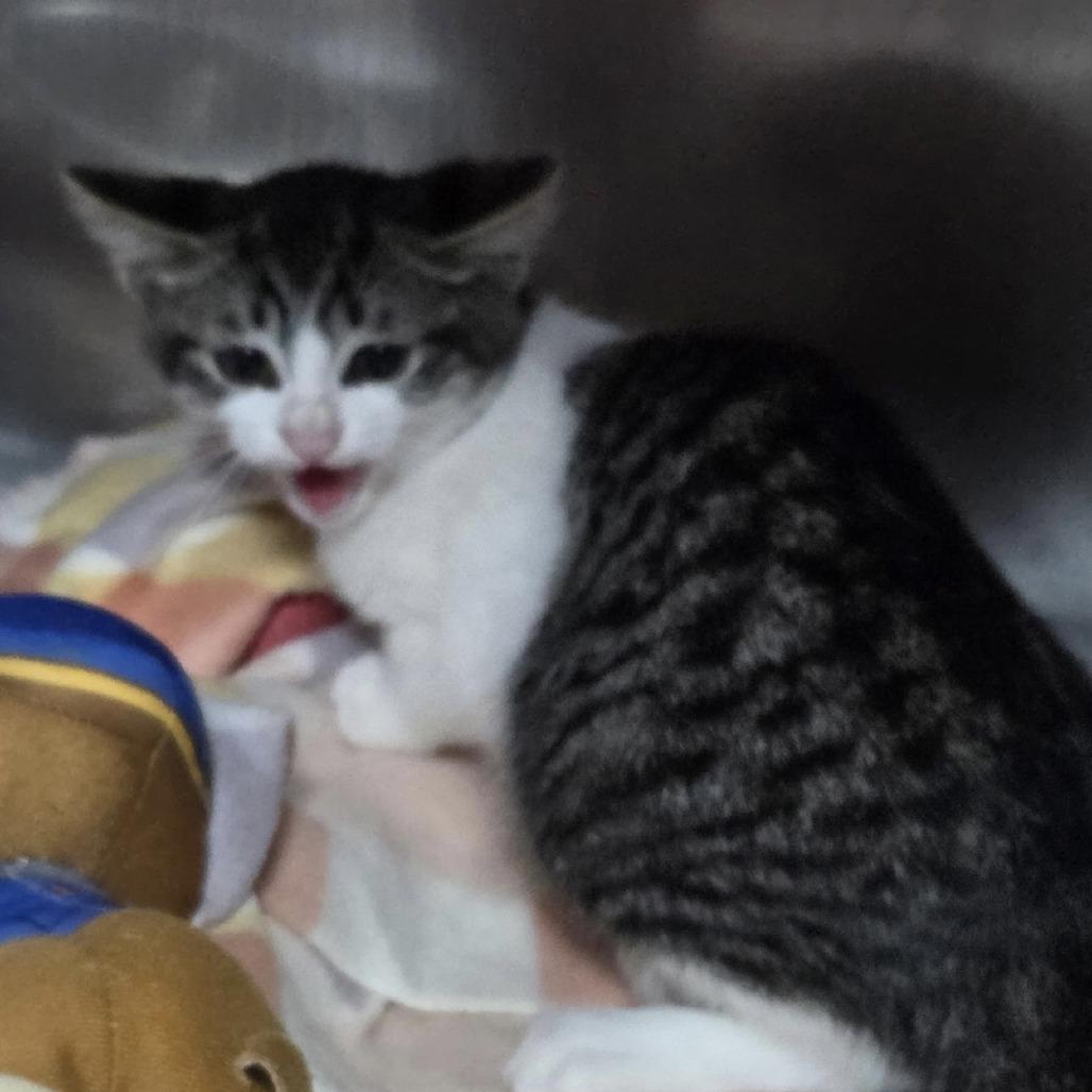 Enlarge Pokey, a Adoptable Domestic Short Hair in Marble, NC image 2/2