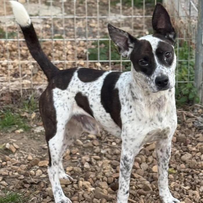 Dasher, adopted, Adult Male Australian Cattle Dog / Blue Heeler.