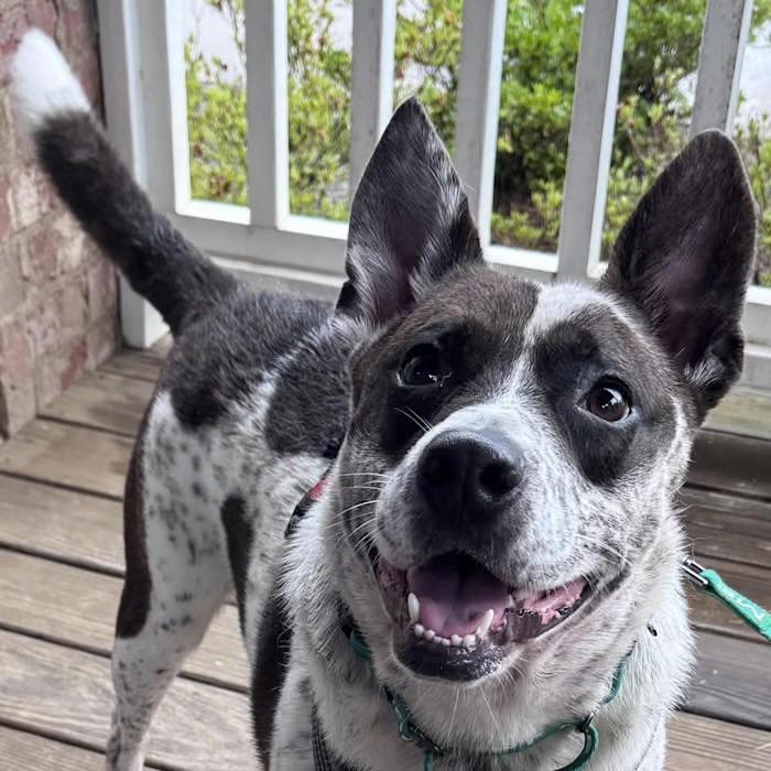 Enlarge Dasher, an adopted Australian Cattle Dog / Blue Heeler in Watertown, CT image 3/4