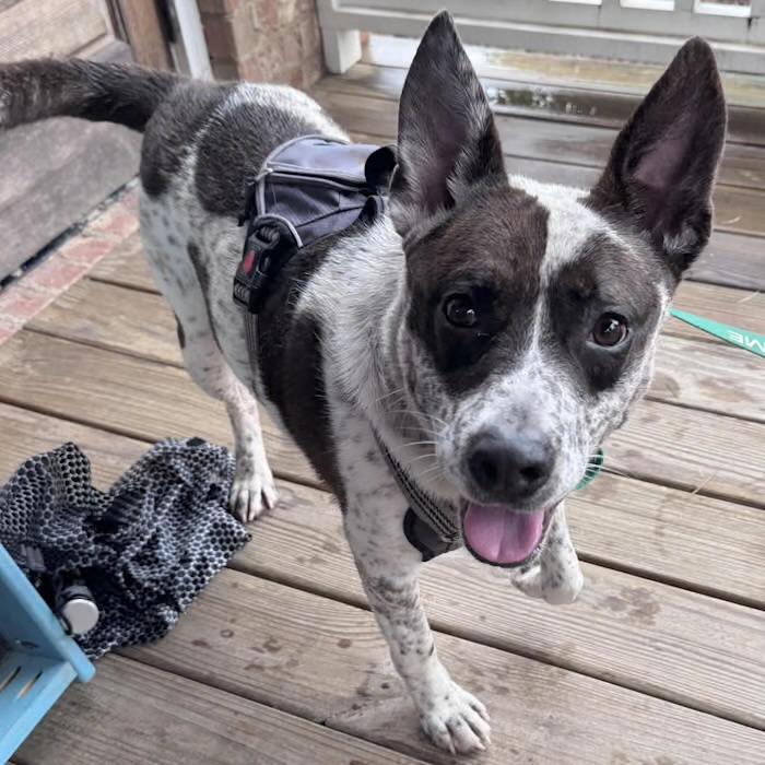 Enlarge Dasher, an adopted Australian Cattle Dog / Blue Heeler in Watertown, CT image 4/4