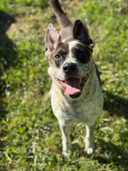 Enlarge Dasher, an adopted Australian Cattle Dog / Blue Heeler in Watertown, CT image 2/4