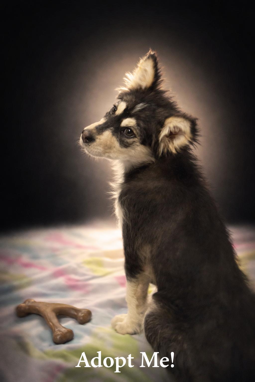 Pubs , Adoptable, Puppy Female Husky.