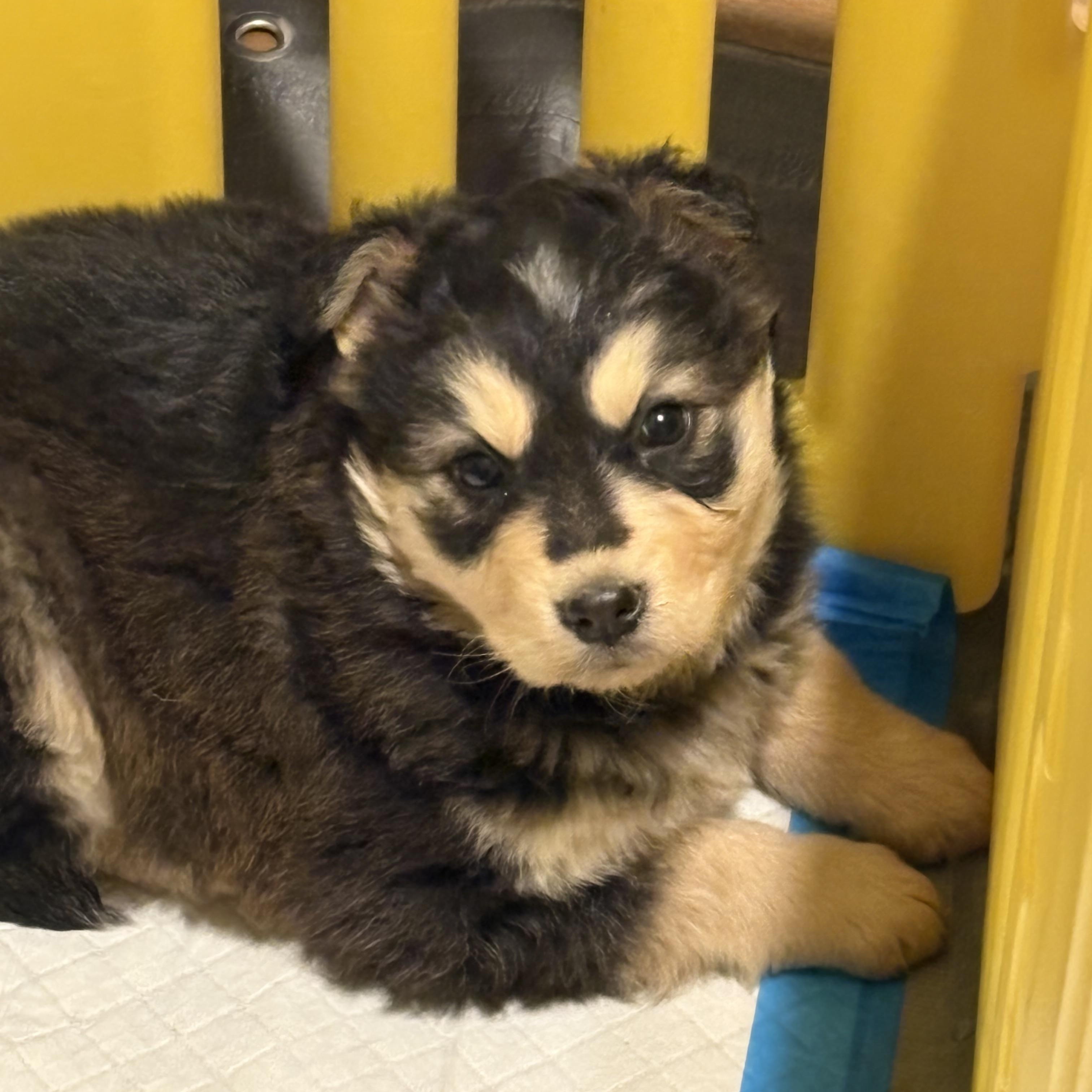 Enlarge Pubs , a Adoptable mixed breed in Cheyenne, WY image 5/5