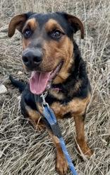 Bruno, adopted, Young Male Rottweiler.