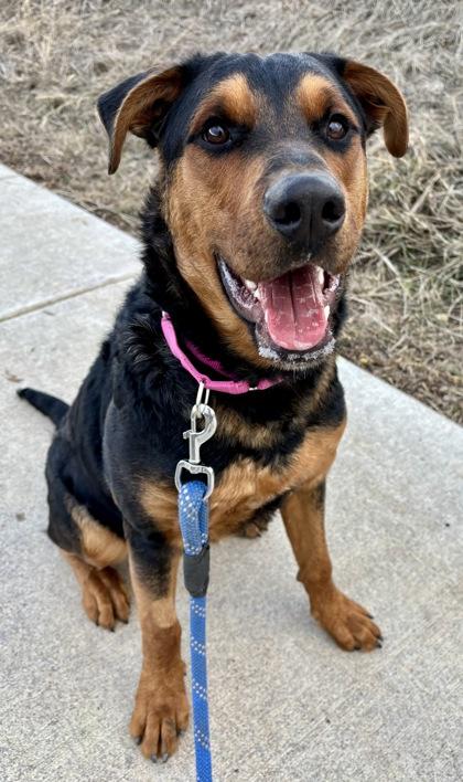 Enlarge Bruno, an adopted mixed breed in Steamboat Springs, CO image 2/2
