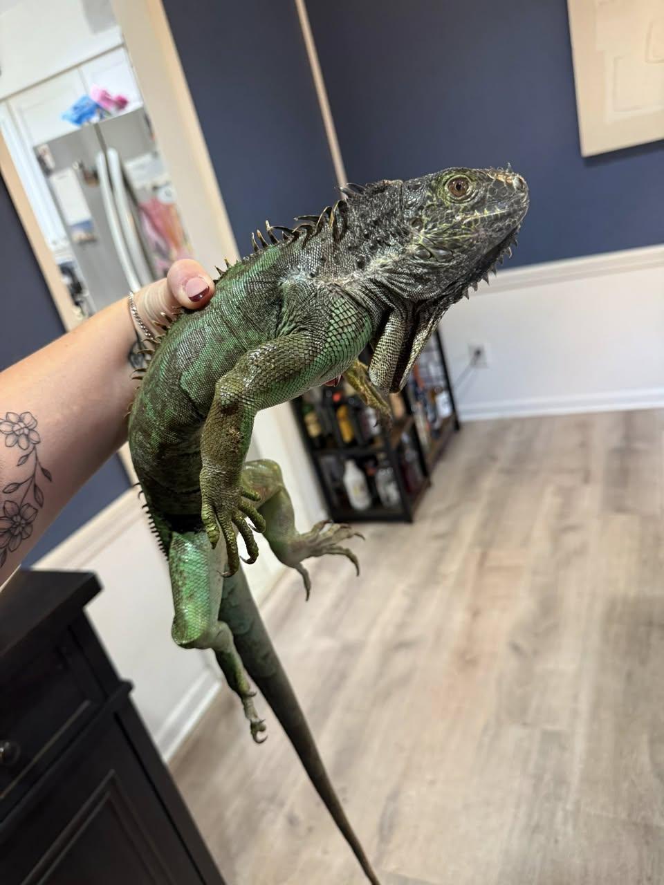Reptina George, Adoptable, Adult Female Iguana.