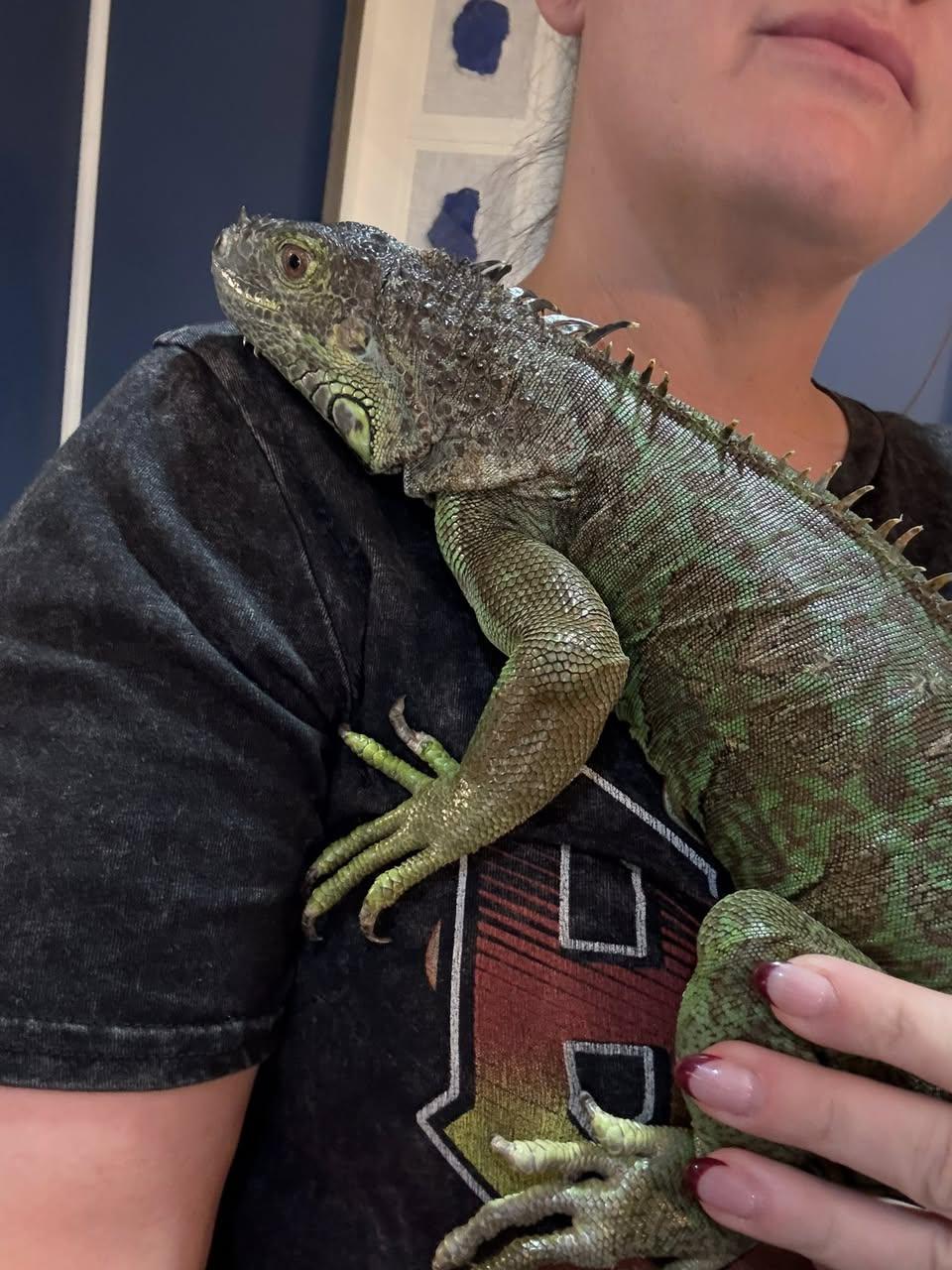 Enlarge Reptina George, a Adoptable Iguana in Medford, NJ image 3/3