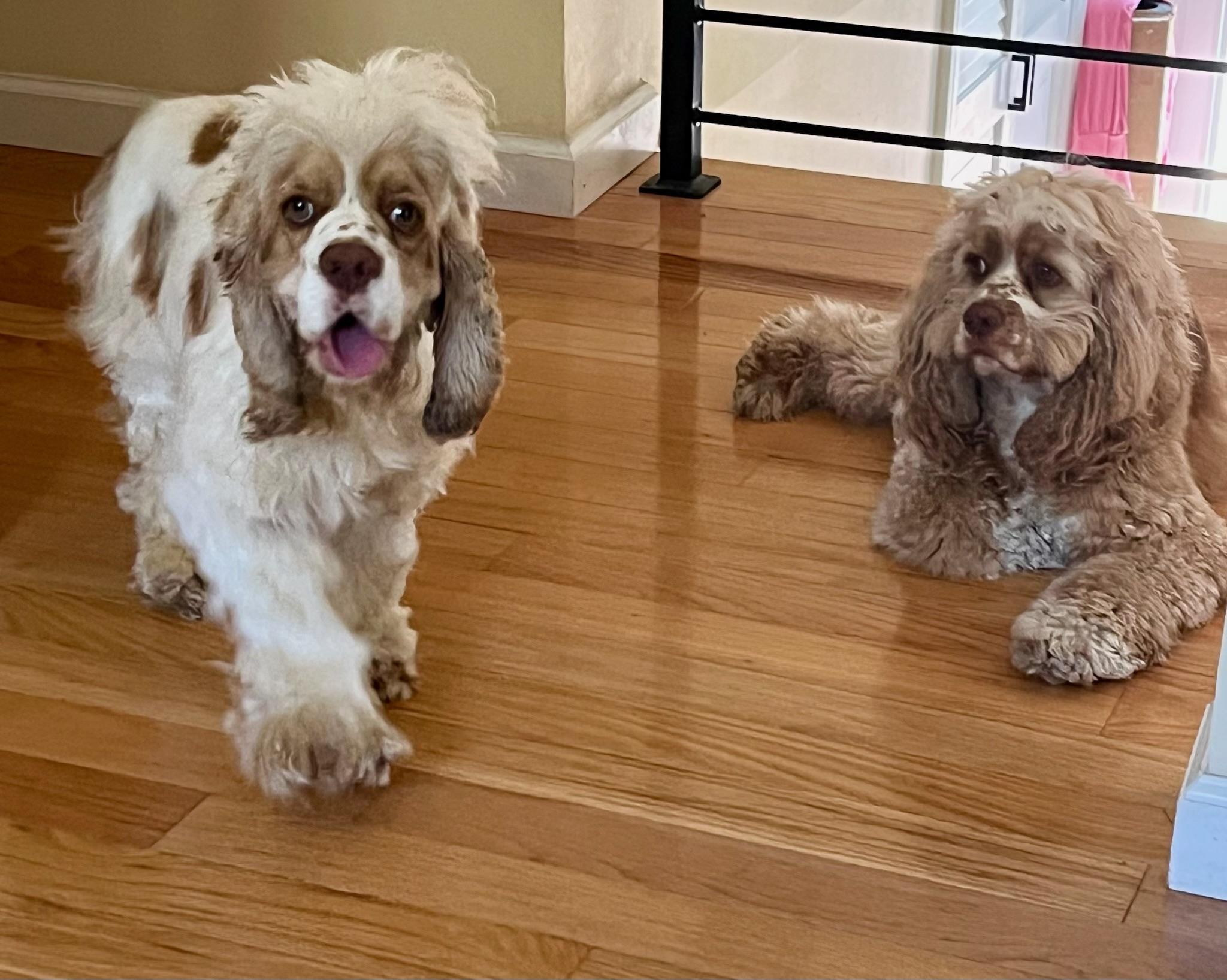 Georgie, Adopted, Young Male Cocker Spaniel.