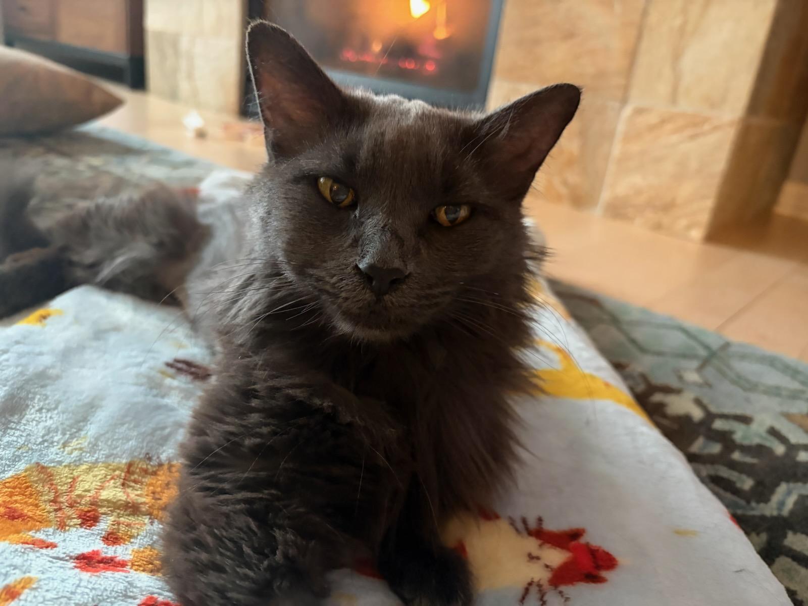 Hazel, ADOPTABLE, Adult Female Domestic Long Hair.