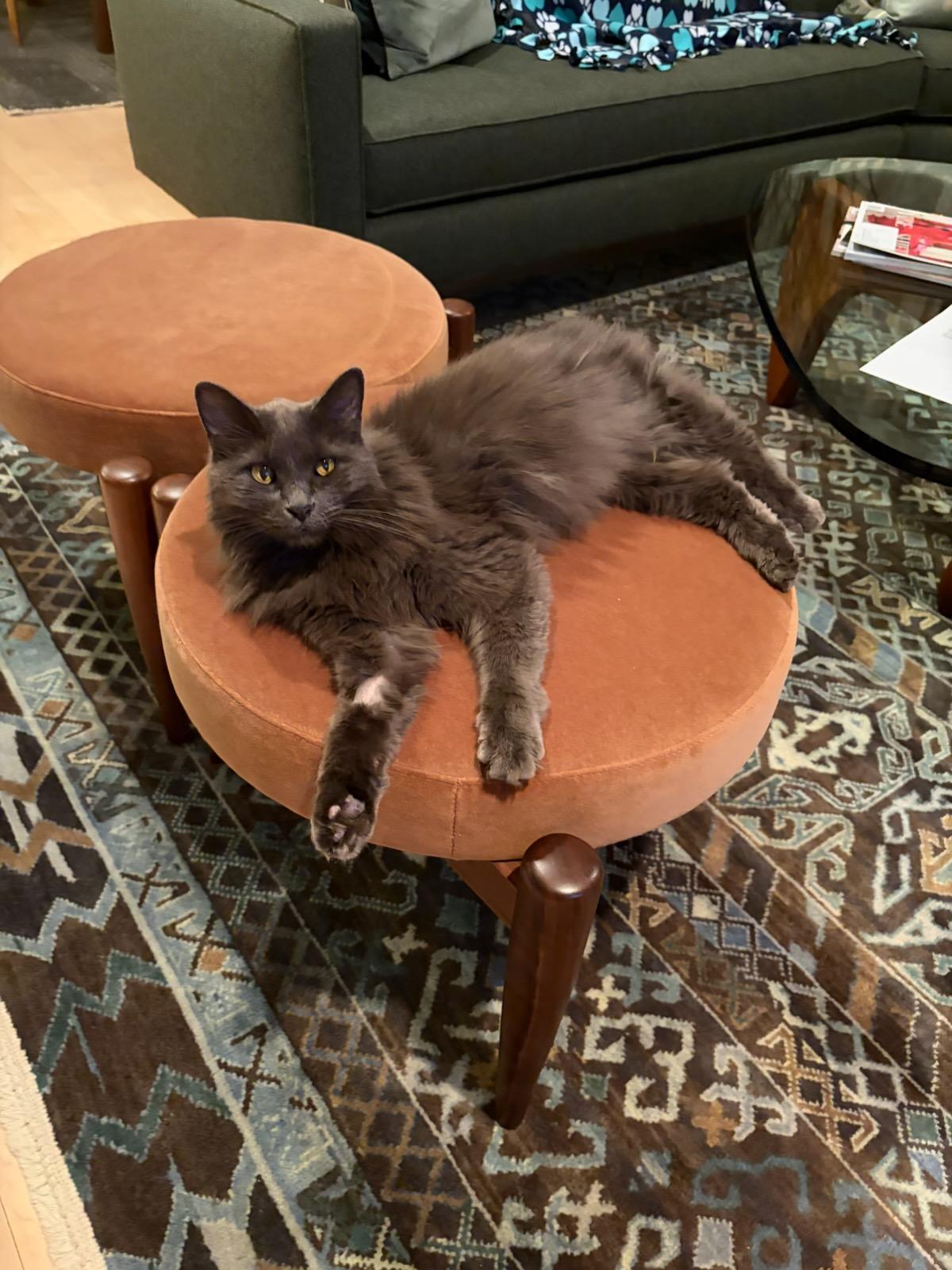 Enlarge Hazel, a ADOPTABLE Domestic Long Hair in Farmington, MN image 2/3