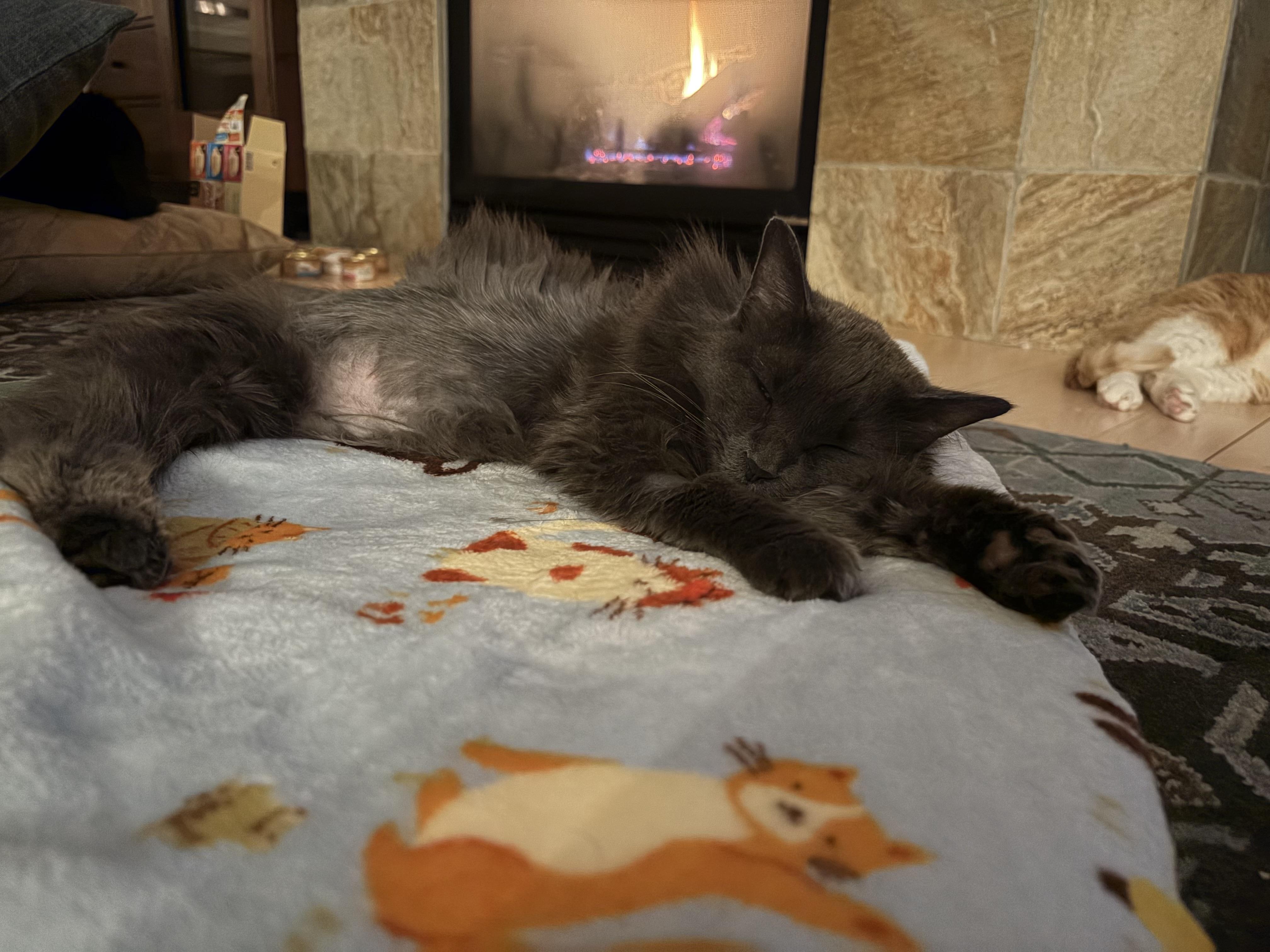 Enlarge Hazel, a ADOPTABLE Domestic Long Hair in Farmington, MN image 3/3