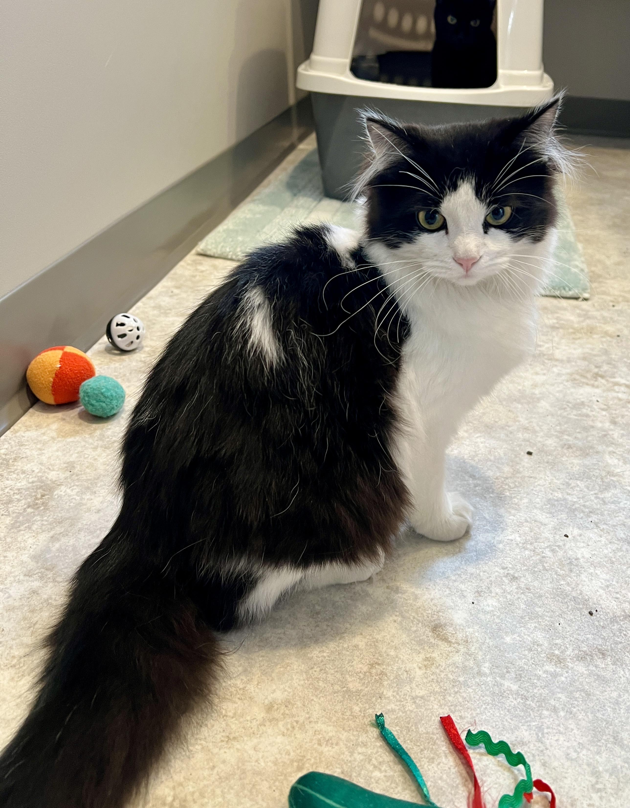 Enlarge Gillian, a ADOPTABLE Domestic Long Hair in Jamestown, ND image 1/1