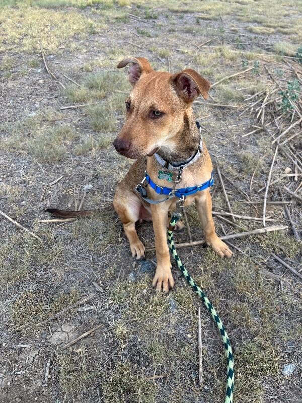 Drew, a Adoptable Mixed Breed in Fort Collins, CO image 1/6