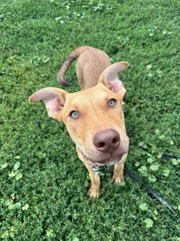 Drew, a Adoptable Mixed Breed in Fort Collins, CO image 2/6