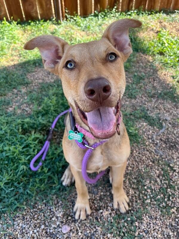 Drew, a Adoptable Mixed Breed in Fort Collins, CO image 3/6
