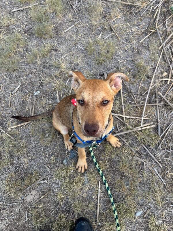 Drew, a Adoptable Mixed Breed in Fort Collins, CO image 4/6