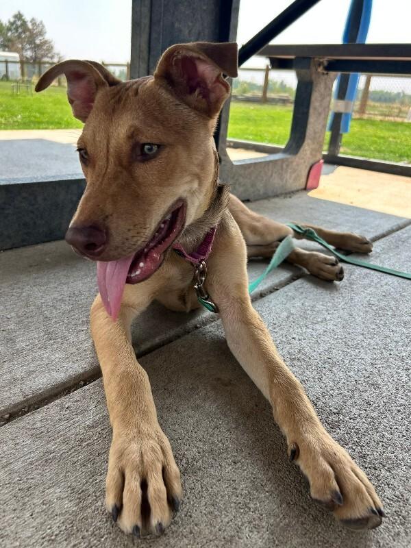 Drew, a Adoptable Mixed Breed in Fort Collins, CO image 5/6