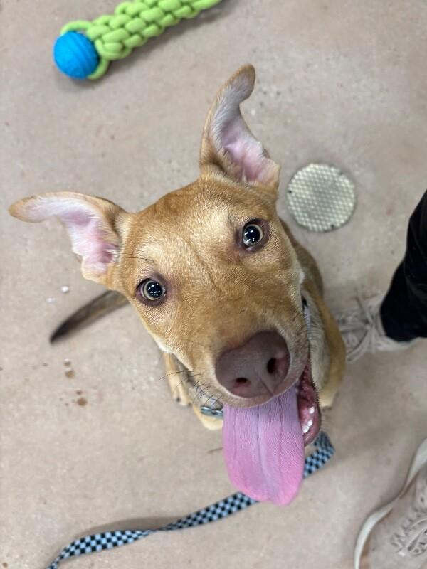 Drew, a Adoptable Mixed Breed in Fort Collins, CO image 6/6