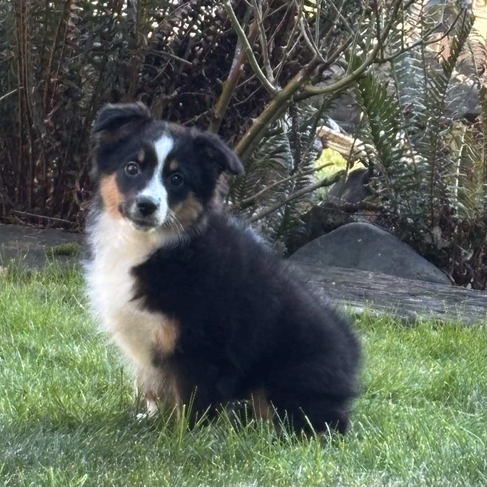 Enlarge Hopeful Hope, an adopted Australian Shepherd in La Center, WA image 2/2