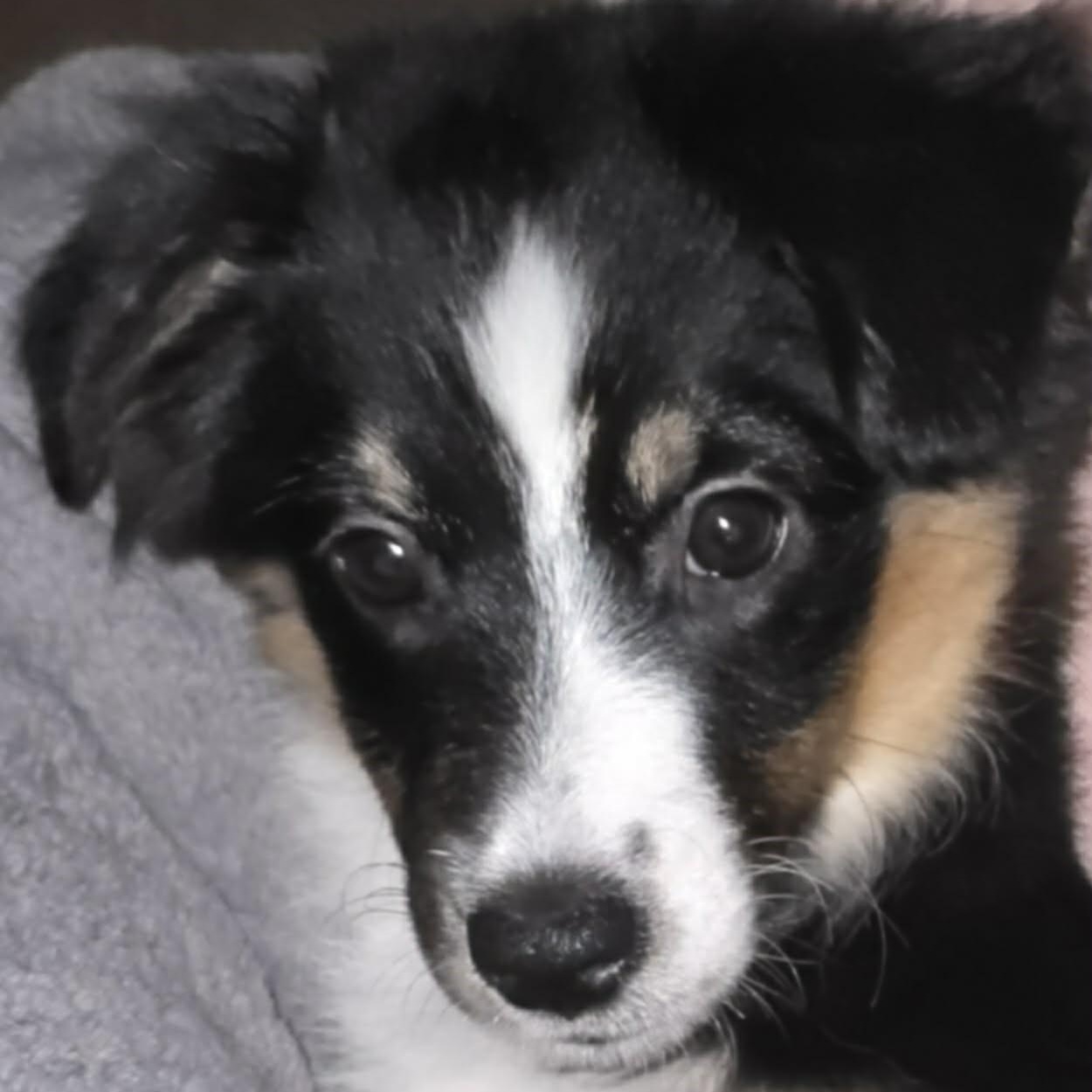 Enlarge Hopeful Hope, an adopted Australian Shepherd in La Center, WA image 1/2