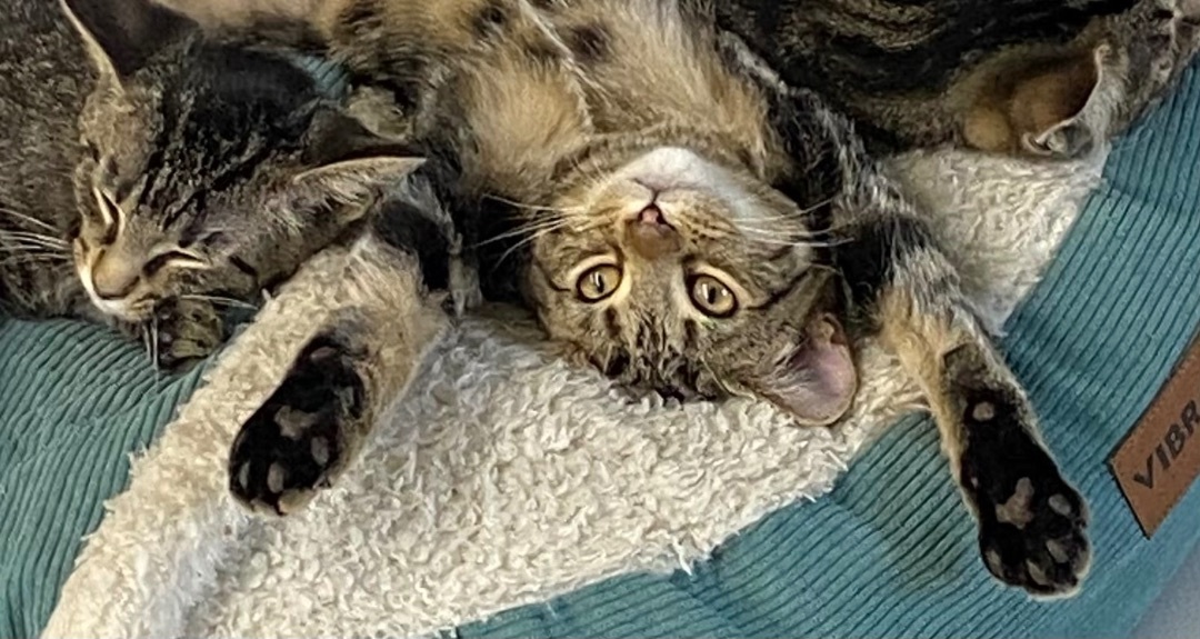 Jack, Adopted, Young Male Tabby.