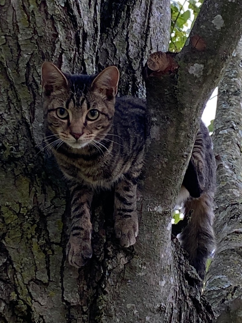 Jack, a Adopted Tabby in Lebanon, KY image 2/4